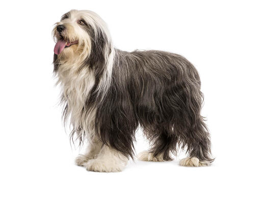 Bearded collie best sale cross rescue